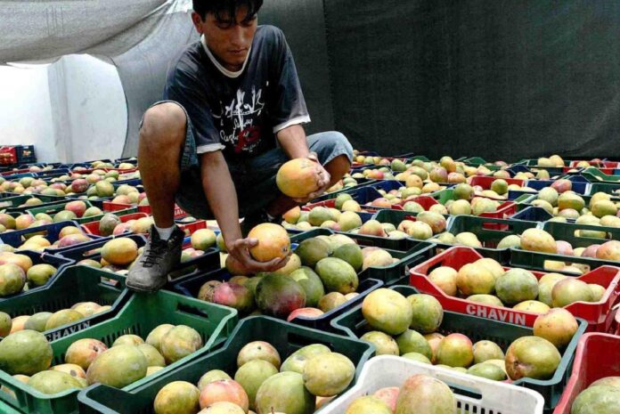 Producción de mango piurano sufre una caída histórica del 80% en 2024