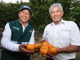 Productores peruanos exportarán cítricos a Nueva Zelanda Productores peruanos exportarán cítricos a Nueva Zelanda