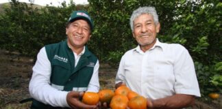 Productores peruanos exportarán cítricos a Nueva Zelanda Productores peruanos exportarán cítricos a Nueva Zelanda