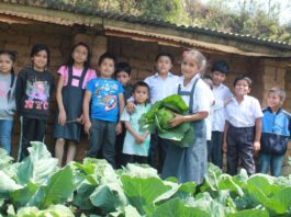 Chalaco: colegio impulsa la alimentación saludable con huerto escolar Chalaco: colegio impulsa la alimentación saludable con huerto escolar