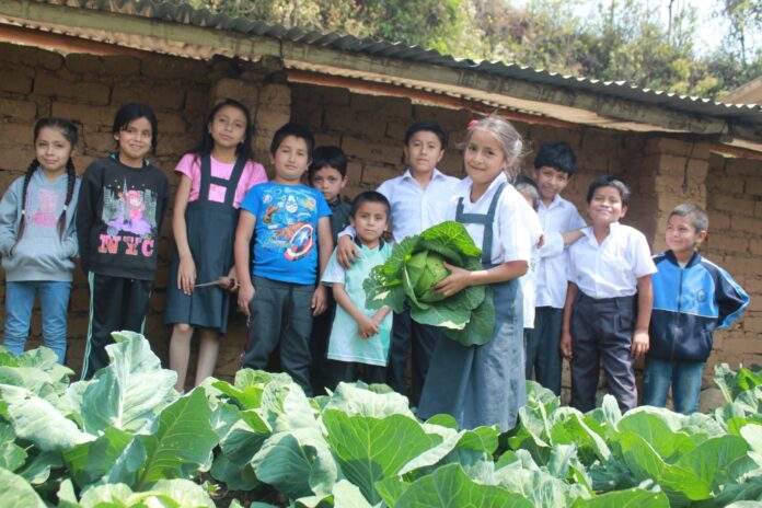 Chalaco: colegio impulsa la alimentación saludable con huerto escolar