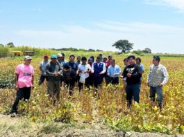 GORE capacita a agricultores de Sechura en técnicas de cultivo GORE capacita a agricultores de Sechura en técnicas de cultivo