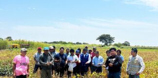 GORE capacita a agricultores de Sechura en técnicas de cultivo GORE capacita a agricultores de Sechura en técnicas de cultivo