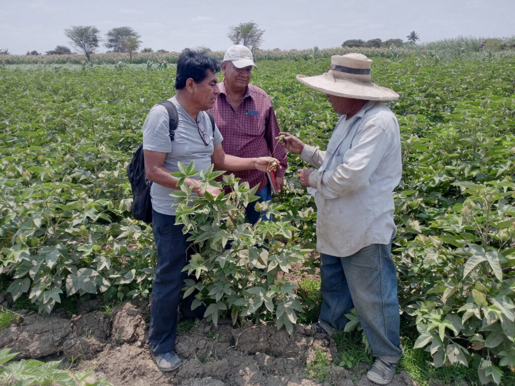 Algodoneros de Cura Mori reciben capacitación para prevenir el gusano rosado
