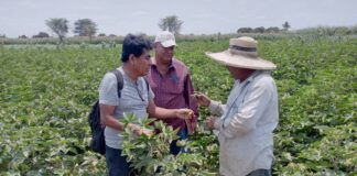 Algodoneros de Cura Mori reciben capacitación para prevenir el gusano rosado Algodoneros de Cura Mori reciben capacitación para prevenir el gusano rosado
