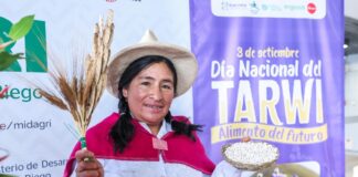 30 mil familias de agricultores generan ingresos con el cultivo de tarwi 30 mil familias de agricultores generan ingresos con el cultivo de tarwi