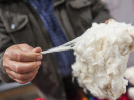 Convenio entre MIDAGRI y CITE impulsará el desarrollo del algodón peruano Convenio entre MIDAGRI y CITE impulsará el desarrollo del algodón peruano