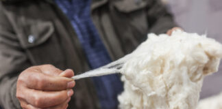 Convenio entre MIDAGRI y CITE impulsará el desarrollo del algodón peruano Convenio entre MIDAGRI y CITE impulsará el desarrollo del algodón peruano