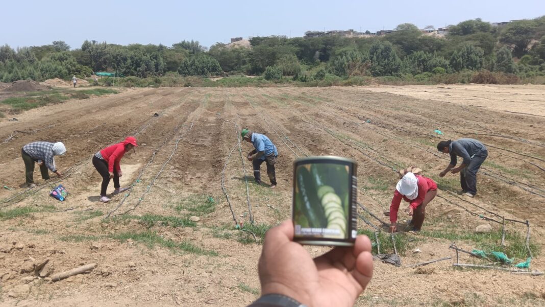 Sullana: innovador proyecto de siembra de hortalizas impulsa la agricultura