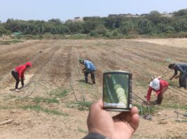 Sullana: innovador proyecto de siembra de hortalizas impulsa la agricultura Sullana: innovador proyecto de siembra de hortalizas impulsa la agricultura