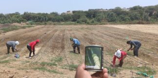 Sullana: innovador proyecto de siembra de hortalizas impulsa la agricultura Sullana: innovador proyecto de siembra de hortalizas impulsa la agricultura