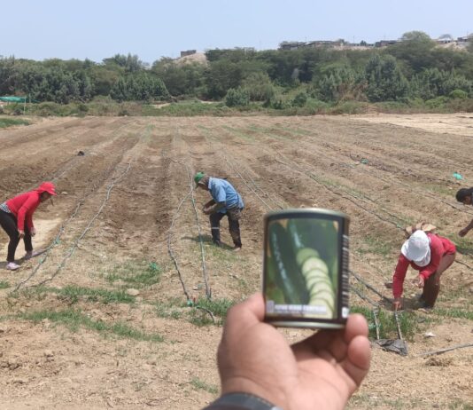 Sullana: innovador proyecto de siembra de hortalizas impulsa la agricultura Sullana: innovador proyecto de siembra de hortalizas impulsa la agricultura
