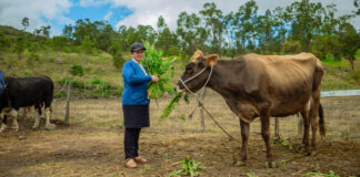 DRAP refuerza la sanidad ganadera con campaña de vacunación DRAP refuerza la sanidad ganadera con campaña de vacunación