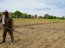 Crisis hídrica en Piura pone en riesgo más de 50 mil hectáreas de cultivos y miles de empleos Crisis hídrica en Piura pone en riesgo más de 50 mil hectáreas de cultivos y miles de empleos