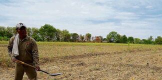 Crisis hídrica en Piura pone en riesgo más de 50 mil hectáreas de cultivos y miles de empleos Crisis hídrica en Piura pone en riesgo más de 50 mil hectáreas de cultivos y miles de empleos