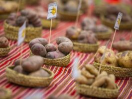 El aporte de Perú a la alimentación mundial: superalimentos y su impacto en la agricultura El aporte de Perú a la alimentación mundial: superalimentos y su impacto en la agricultura