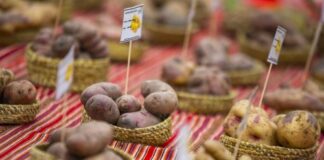 El aporte de Perú a la alimentación mundial: superalimentos y su impacto en la agricultura El aporte de Perú a la alimentación mundial: superalimentos y su impacto en la agricultura