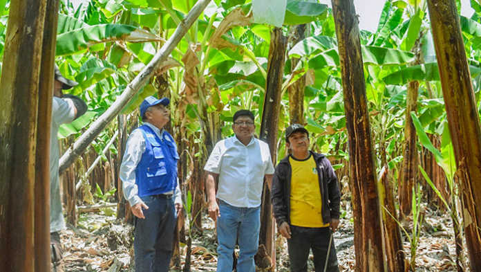 GORE reafirma su compromiso con pequeños agricultores de banano de la Matanza