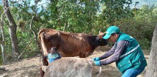 SENASA inmunizó más de 6 mil animales contra la rabia en Piura SENASA inmunizó más de 6 mil animales contra la rabia en Piura