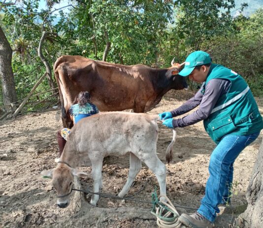 SENASA inmunizó más de 6 mil animales contra la rabia en Piura SENASA inmunizó más de 6 mil animales contra la rabia en Piura