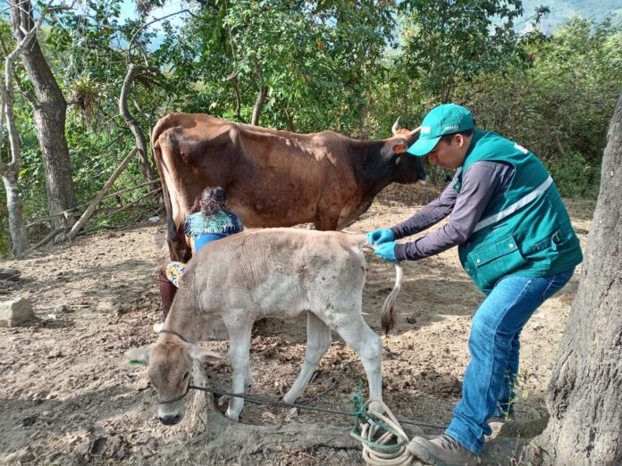 SENASA inmunizó más de 6 mil animales contra la rabia en Piura