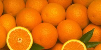 Perú exportará más cítricos frescos al mercado brasileño Perú exportará más cítricos frescos al mercado brasileño