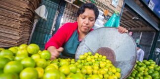 Emergencia hídrica en Piura no afectará la venta de arroz, maíz, mango y limones a nivel nacional Emergencia hídrica en Piura no afectará la venta de arroz, maíz, mango y limones a nivel nacional