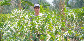 Café piurano mejora su calidad con respaldo del Gobierno Regional Café piurano mejora su calidad con respaldo del gobierno regional