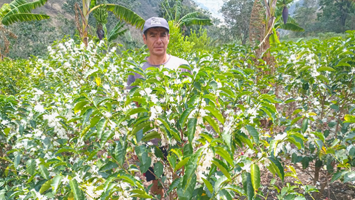 Café piurano mejora su calidad con respaldo del gobierno regional