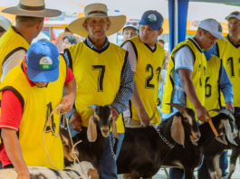 GORE organiza la V Feria Caprina en Piura GORE organiza la V Feria Caprina en Piura