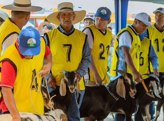 GORE organiza la V Feria Caprina en Piura GORE organiza la V Feria Caprina en Piura