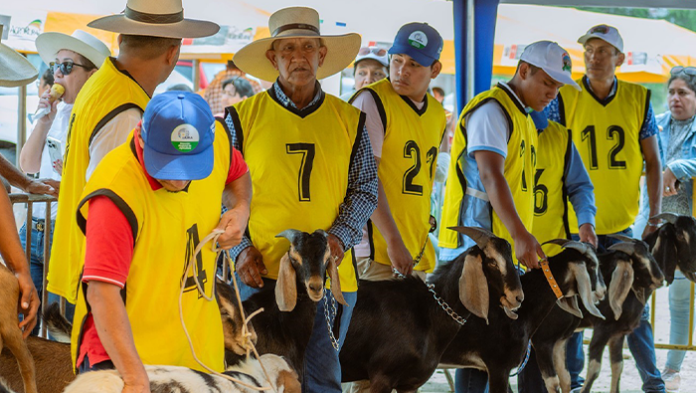 GORE organiza la V Feria Caprina en Piura