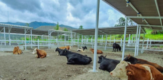 GORE busca mejorar la producción lechera en Huancabamba GORE busca mejorar la producción lechera en Huancabamba