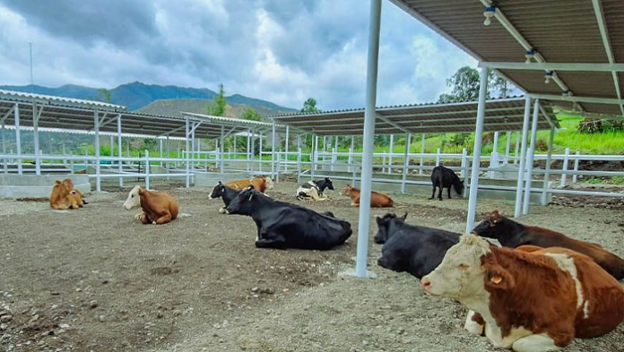 GORE busca mejorar la producción lechera en Huancabamba