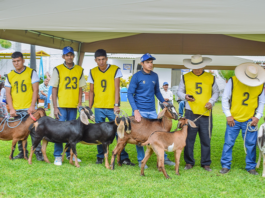 La V Feria Regional de Ganadería Caprina premió a los mejores ejemplares de Piura La V Feria Regional de Ganadería Caprina premió a los mejores ejemplares
