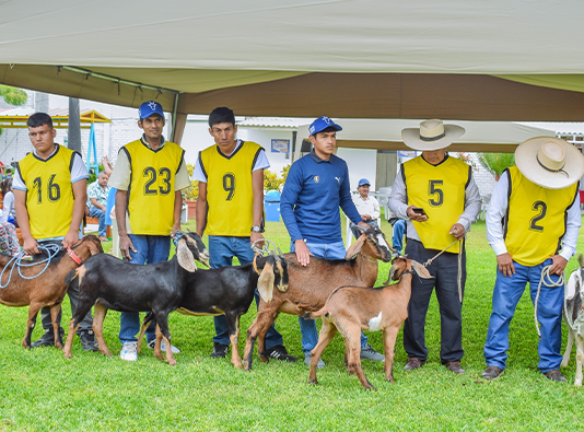 La V Feria Regional de Ganadería Caprina premió a los mejores ejemplares de Piura La V Feria Regional de Ganadería Caprina premió a los mejores ejemplares