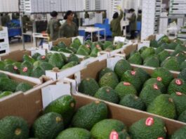 Gobierno anuncia nuevas oportunidades de agroexportación gracias a la cumbre APEC Gobierno anuncia nuevas oportunidades de agroexportación gracias a la cumbre APEC