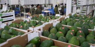 Gobierno anuncia nuevas oportunidades de agroexportación gracias a la cumbre APEC Gobierno anuncia nuevas oportunidades de agroexportación gracias a la cumbre APEC
