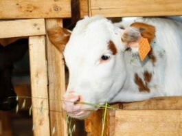 China reconoce a Perú libre de fiebre aftosa y permite exportación China reconoce a Perú libre de fiebre aftosa y permite exportación