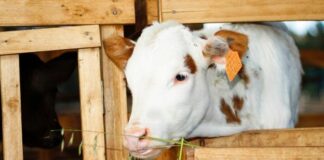 China reconoce a Perú libre de fiebre aftosa y permite exportación China reconoce a Perú libre de fiebre aftosa y permite exportación