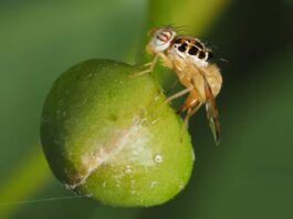 Erradicación de la mosca de fruta es declarada interés regional Erradicación de la mosca de la fruta es declarada interés regional