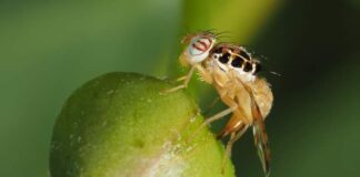 Erradicación de la mosca de fruta es declarada interés regional Erradicación de la mosca de la fruta es declarada interés regional