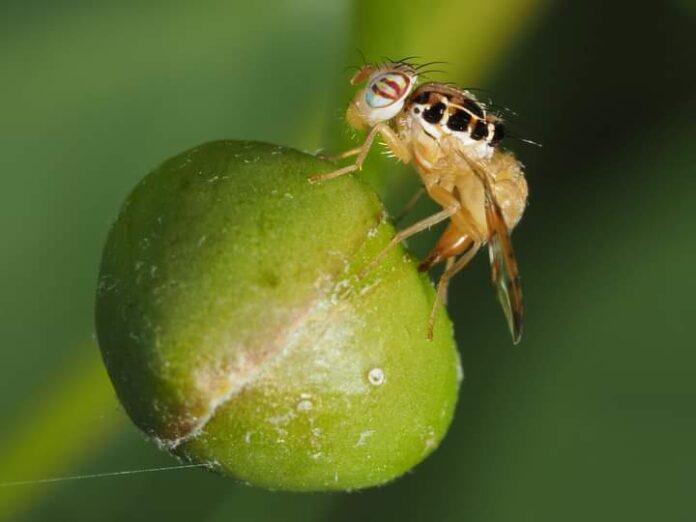 Erradicación de la mosca de la fruta es declarada interés regional