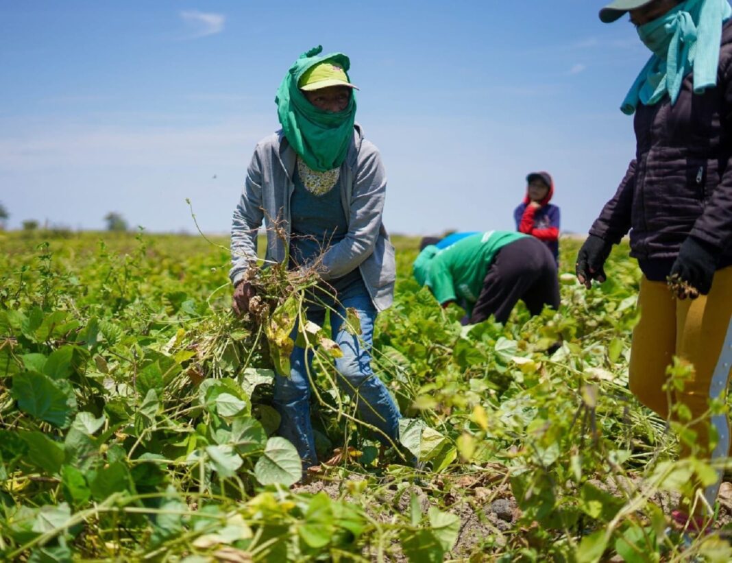 Salvavidas para los productores Seguro Agrícola Catastrófico en Piura cubrirá más de 240 mil hectáreas de la campaña 2024-2025