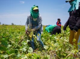 Salvavidas para los productores: Seguro Agrícola Catastrófico en Piura cubrirá más de 240 mil hectáreas de la campaña 2024-2025 Salvavidas para los productores Seguro Agrícola Catastrófico en Piura cubrirá más de 240 mil hectáreas de la campaña 2024-2025