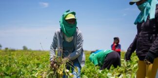 Salvavidas para los productores: Seguro Agrícola Catastrófico en Piura cubrirá más de 240 mil hectáreas de la campaña 2024-2025 Salvavidas para los productores Seguro Agrícola Catastrófico en Piura cubrirá más de 240 mil hectáreas de la campaña 2024-2025