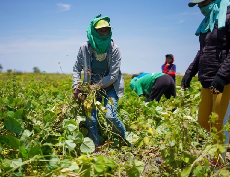 Salvavidas para los productores: Seguro Agrícola Catastrófico en Piura cubrirá más de 240 mil hectáreas de la campaña 2024-2025