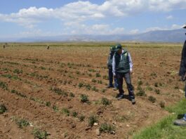 Más de 8 mil hectáreas de arroz están en riesgo por crisis hídrica Más de 8 mil hectáreas de arroz están en riesgo por crisis hídrica