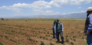 Más de 8 mil hectáreas de arroz están en riesgo por crisis hídrica Más de 8 mil hectáreas de arroz están en riesgo por crisis hídrica