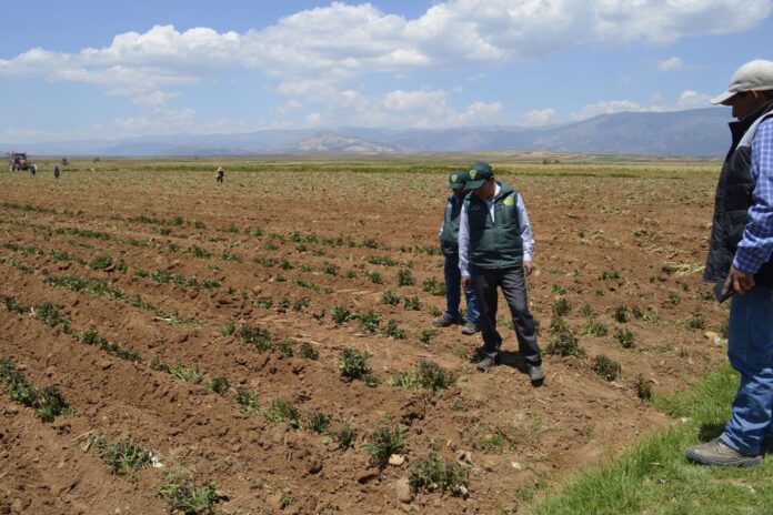 Más de 8 mil hectáreas de arroz están en riesgo por crisis hídrica